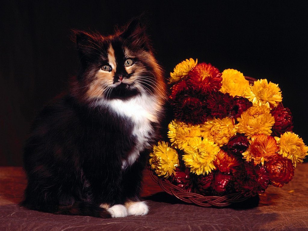 October, Calico Mix